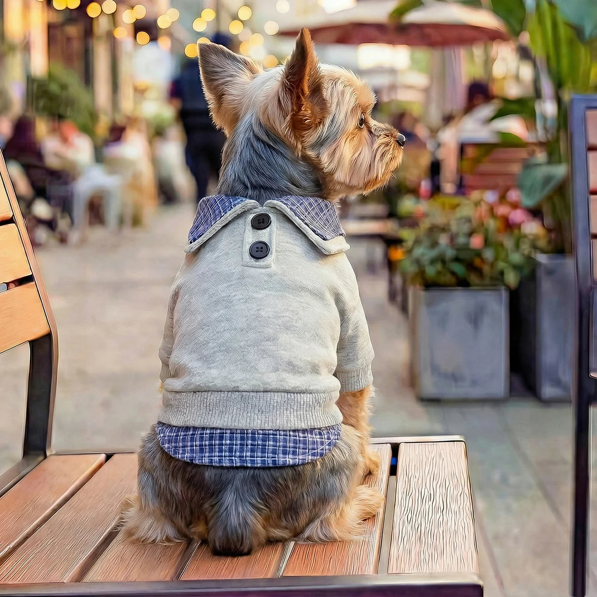 Preppy Style Pet Pullover | Blue with Checked Collar & Hem | Small Dogs & Cats