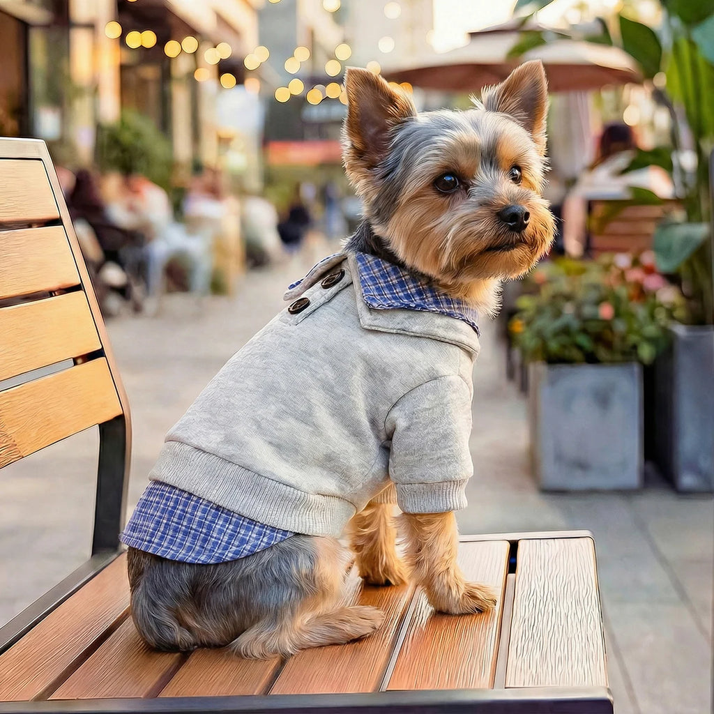 Preppy Style Pet Pullover | Blue with Checked Collar & Hem | Small Dogs & Cats